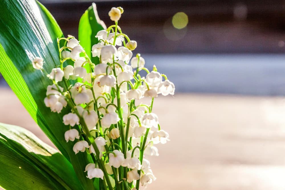 Bouquet de fleurs belle odeur de muguet