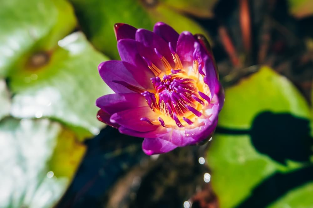 Fleur de lotus en fleur pourpre