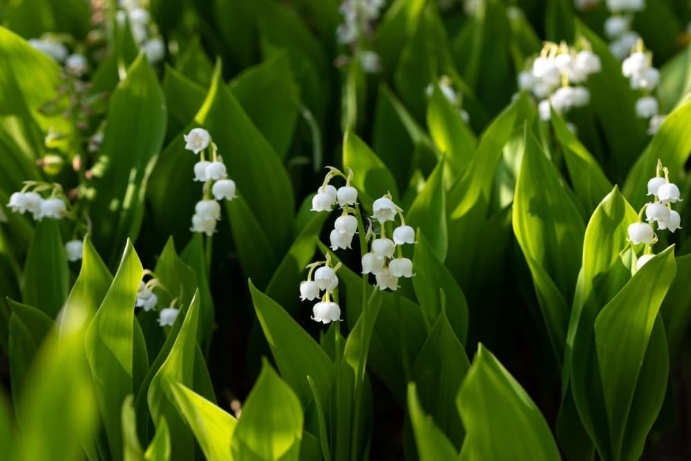 Fleur de muguet (Convallaria majalis)