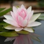 Lotus rose flot sur la rivière