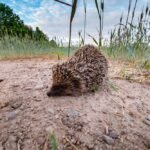 Jeune hérisson dans un champ de blé