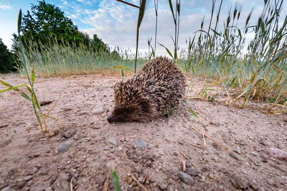 Crotte de hérisson : comment les reconnaître et s&rsquo;en débarrasser au jardin ?