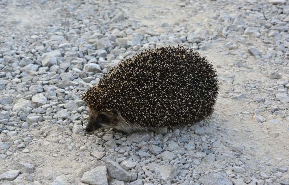 Un hérisson marche sur une route de gravier